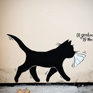 2024_11_19-tbilisi-sololaki-black-cat-stealing-khinkali-goshaart-2.jpg