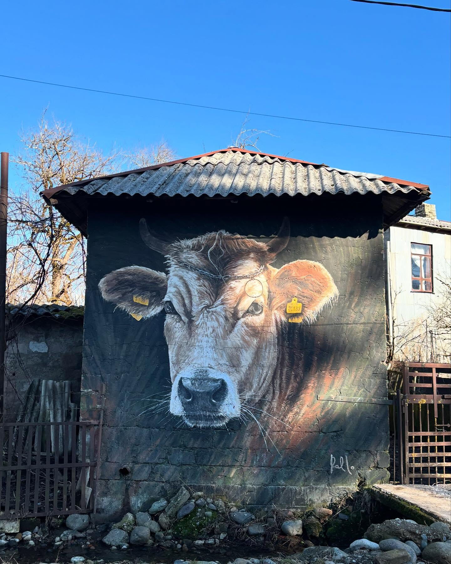 Cow